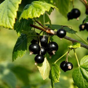 Black Currant Bite